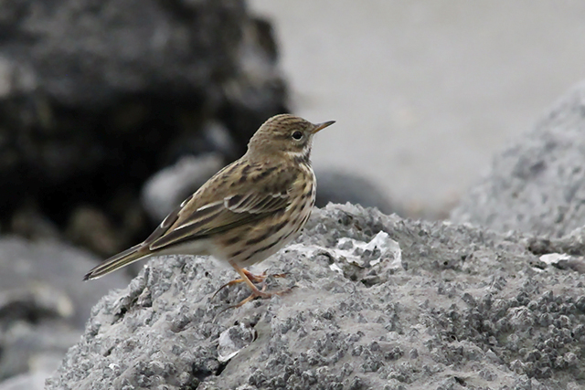 31 augustus 2014, Graspieper, Eemshaven