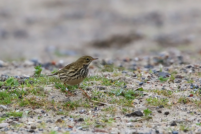 17 oktober 2015, Graspieper, Texel