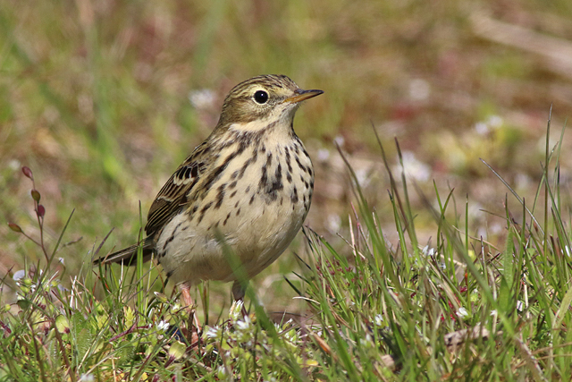 21 april 2023, Graspieper, Lauwersoog