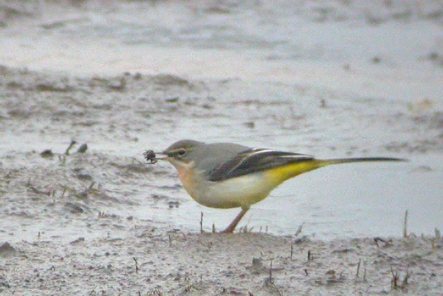 21 december 2005, Grote Gele Kwikstaart, Beilen