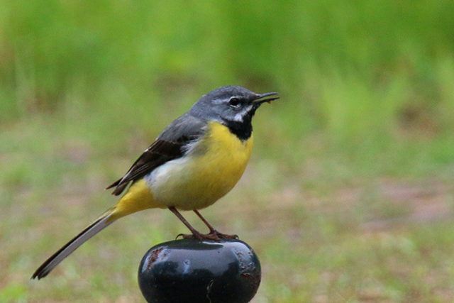 14 juni 2015, Grote gele kwikstaart, Veenhuizen