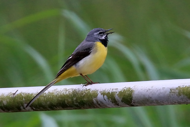 14 juni 2015, Grote gele kwikstaart, Veenhuizen_2