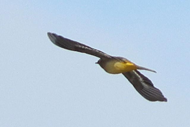 28 september 2024, Grote Gele Kwikstaart, Lauwersoog