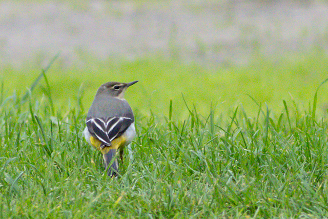 9 oktober 2025, Grote Gele Kwikstaart, Texel - De Koog