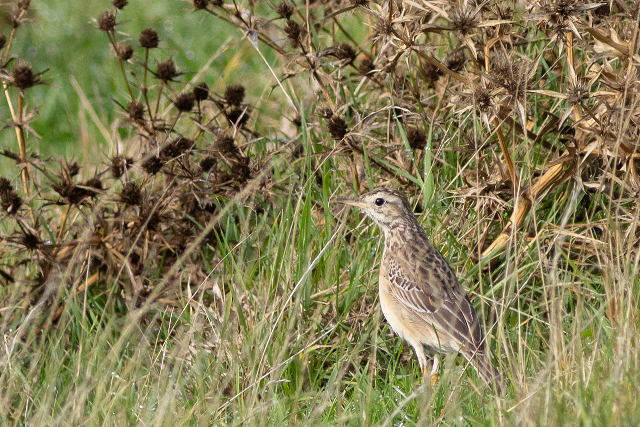 20251015 Grote Pieper 01 Texel