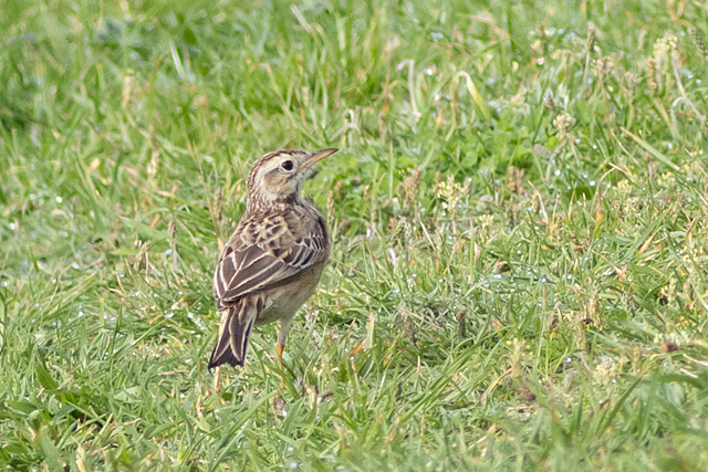 15 oktober 2025, Grote Pieper, 02_Texel