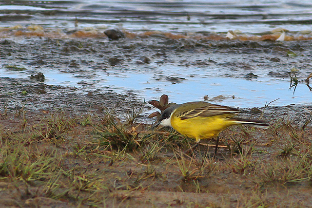 5 mei 2021, Italiaanse Kwikstaart, Bornerbroek-Wolbeslanden_01