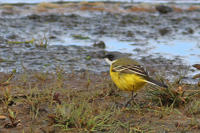 5 mei 2021, Italiaanse Kwikstaart, Bornerbroek-Wolbeslanden_02