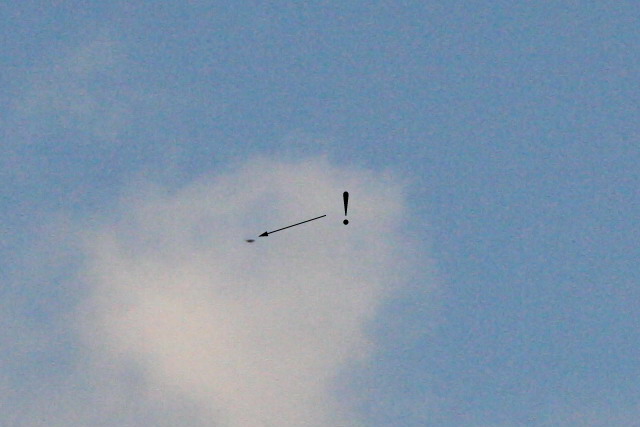 21 januari 2007, Mongoolse pieper, Woerden