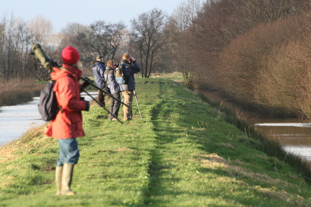 21 januari 2007, Mongoolse pieper, Woerden_2