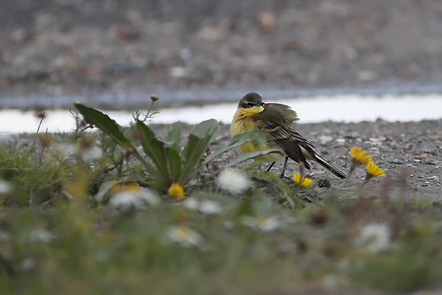 31 augustus 2014, Noordse kwikstaart, Eemshaven