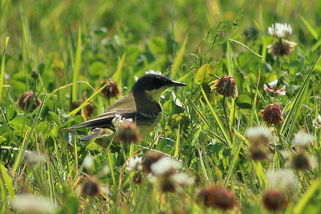 1 september 2024, Noordse Kwikstaart, Eemshaven_01