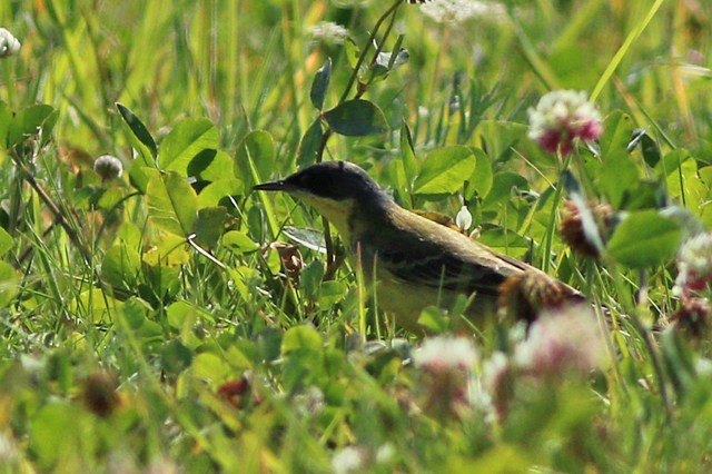 1 september 2024, Noordse Kwikstaart, Eemshaven_02