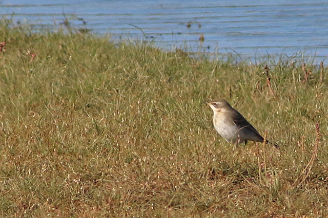 16 oktober 2022, Oostelijke Gele Kwikstaart, 01_Texel