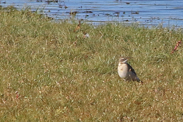 16 oktober 2022, Oostelijke Gele Kwikstaart, 05_Texel