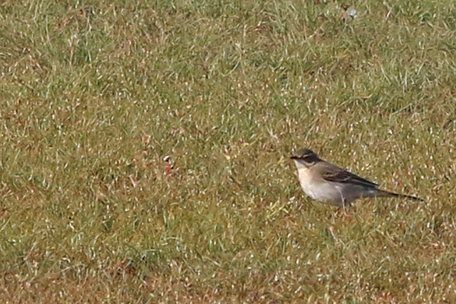 16 oktober 2022, Oostelijke Gele Kwikstaart, 06_Texel