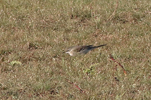 16 oktober 2022, Oostelijke Gele Kwikstaart, 07_Texel