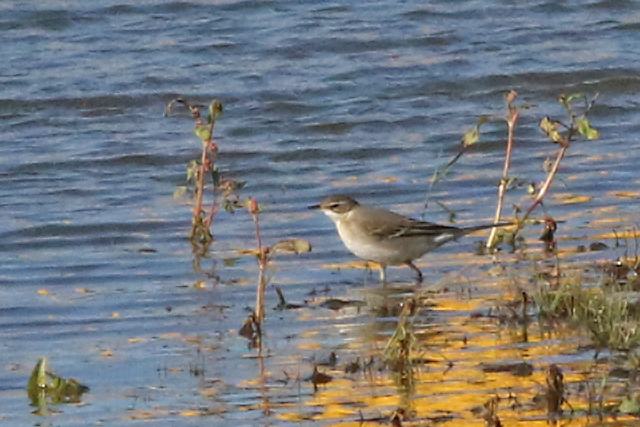 16 oktober 2022, Oostelijke Gele Kwikstaart, 08_Texel