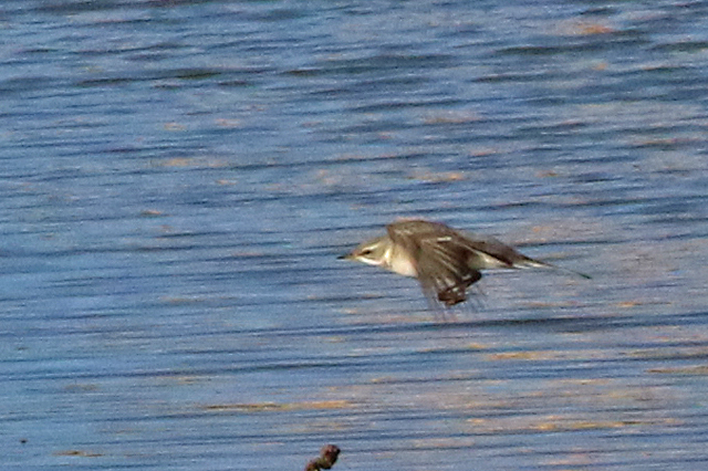 16 oktober 2022, Oostelijke Gele Kwikstaart, 09_Texel