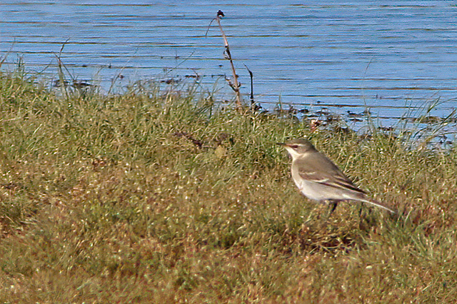 16 oktober 2022, Oostelijke Gele Kwikstaart, 12_Texel