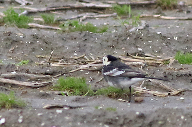5 februari 2022, Rouwkwikstaart, Lauwersmeer