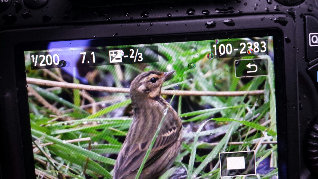 20 oktober 2015, Siberische Boompieper, Texel_BOC