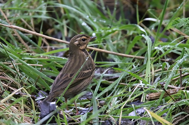 20 oktober 2015, Siberische, Boompieper_Texel