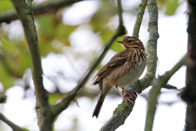 20 oktober 2015, Siberische, Boompieper_Texel_03