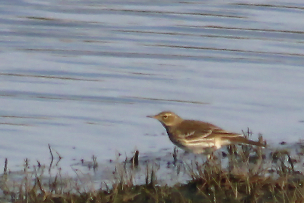 10 oktober 2014, Waterpieper, Texel