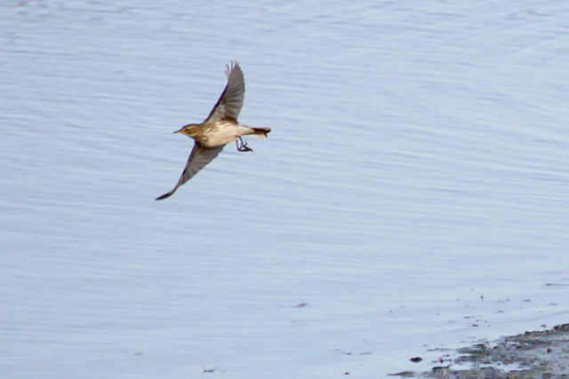 10 oktober 2014, Waterpieper, Texel_2