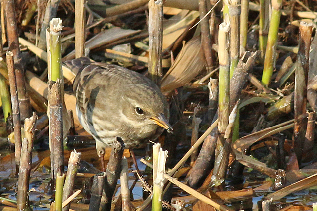 14 oktober 2018, Waterpieper, Texel