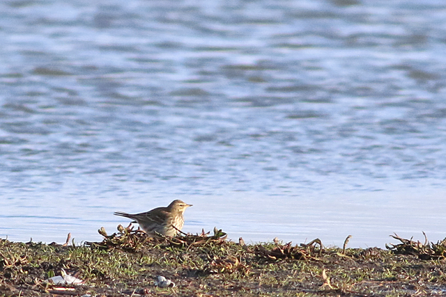 9 januari 2022, Waterpieper, Ezumakeeg