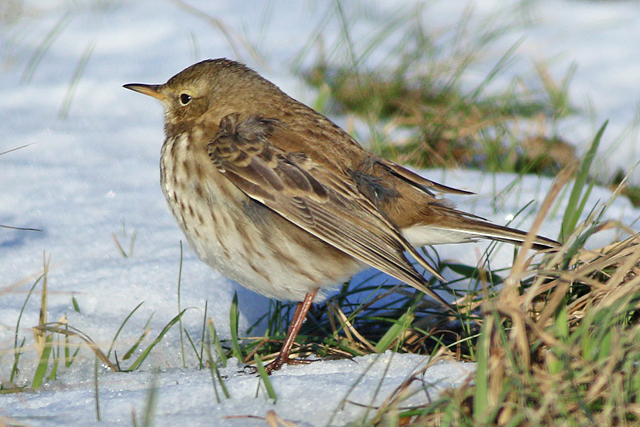 19 januari 2024, Waterpieper, Lauwersmeer