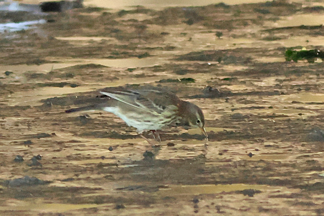 27 oktober 2024, Waterpieper, Eemshaven_01