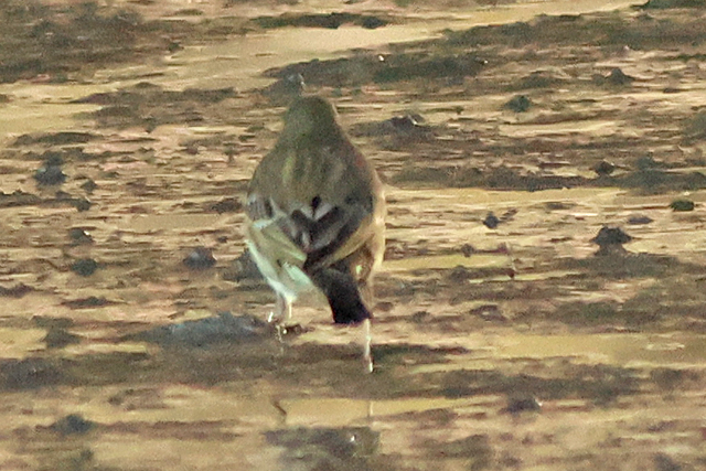 27 oktober 2024, Waterpieper, Eemshaven_02