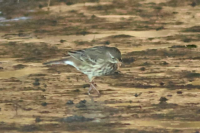 27 oktober 2024, Waterpieper, Eemshaven_03