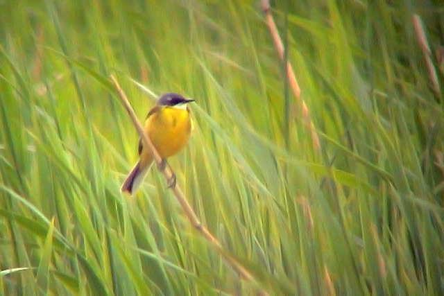 5 mei 2004, Witkeelkwikstaart, Makkum