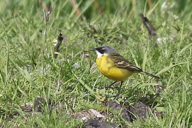 26 april 2018, Witkeelkwikstaart, Onnerpolder_00
