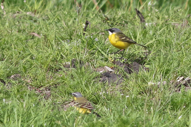 26 april 2018, Witkeelkwikstaart, Onnerpolder_01
