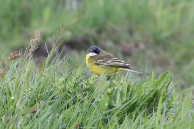 26 april 2018, Witkeelkwikstaart, Onnerpolder_02