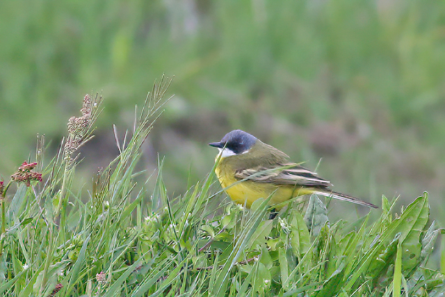 26 april 2018, Witkeelkwikstaart, Onnerpolder_03