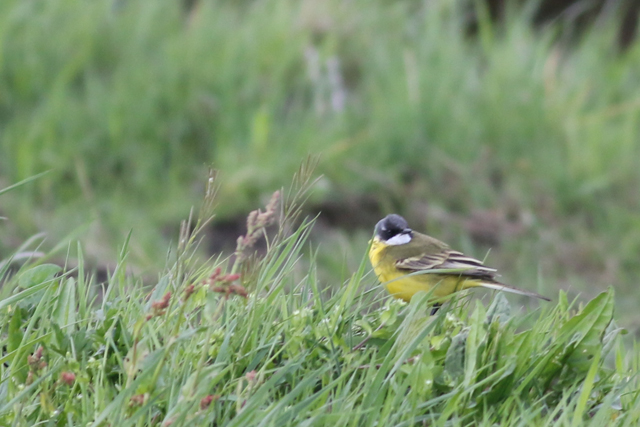 26 april 2018, Witkeelkwikstaart, Onnerpolder_04