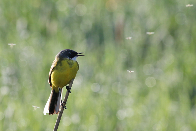 11 mei 2018, Witkeelkwikstaart, Onnerpolder_01