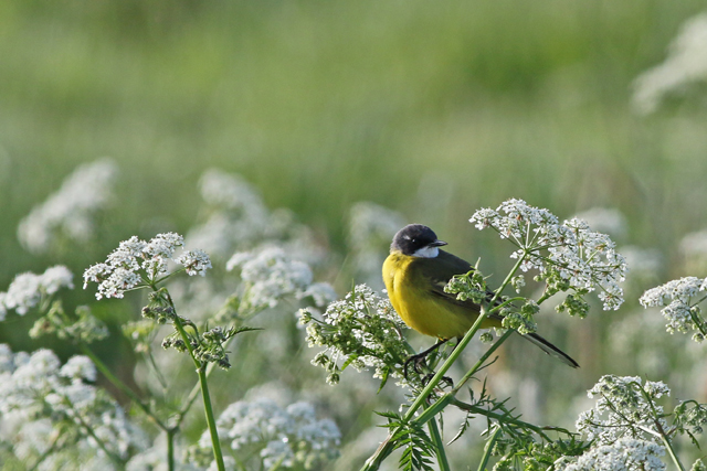 11 mei 2018, Witkeelkwikstaart, Onnerpolder_02