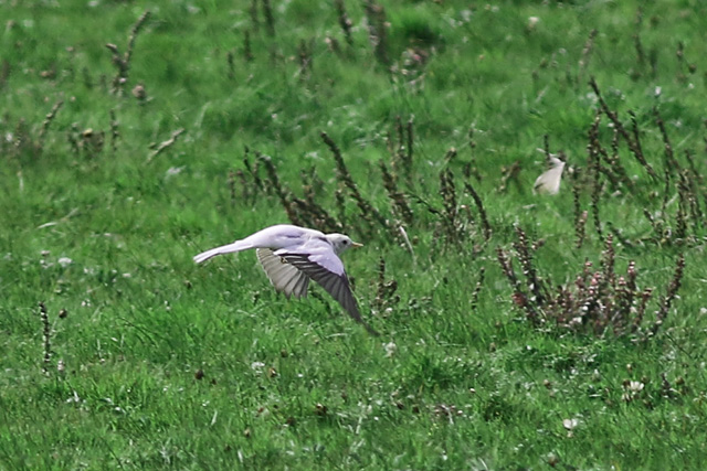 31 augustus 2017, Wittere Kwikstaart, Jaap Deensgat