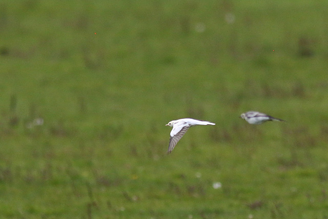 31 augustus 2017, Wittere Kwikstaart, Jaap Deensgat_2