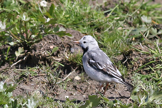 3 mei 2018, Wittere kwikstaart, Terschelling