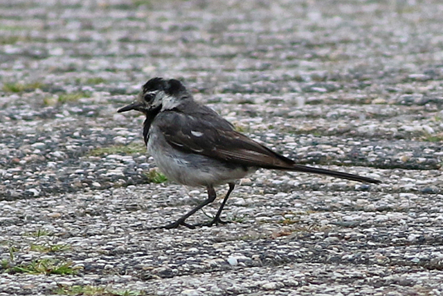 28 augustus 2021, Witte Kwikstaart, 01_Lauwersoog