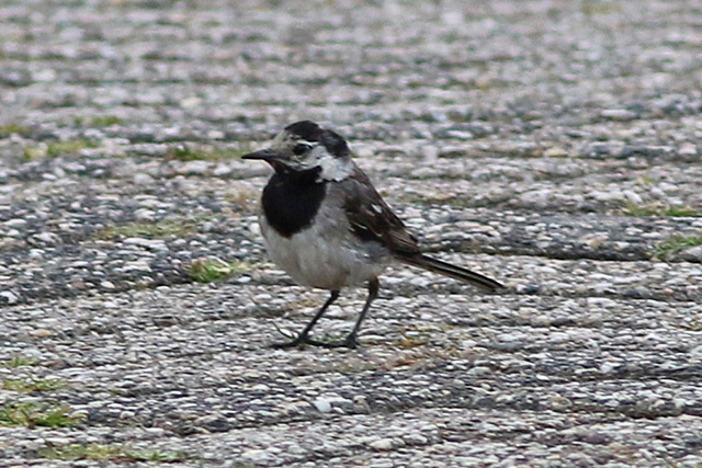 28 augustus 2021, Witte Kwikstaart, 02_Lauwersoog