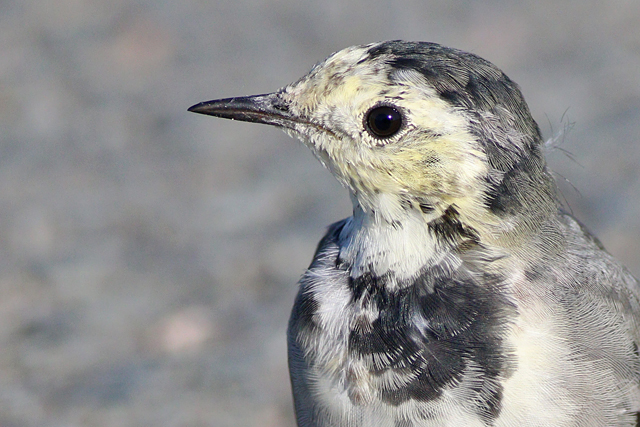 8 september 2023, Witte Kwikstaart, Eemshaven